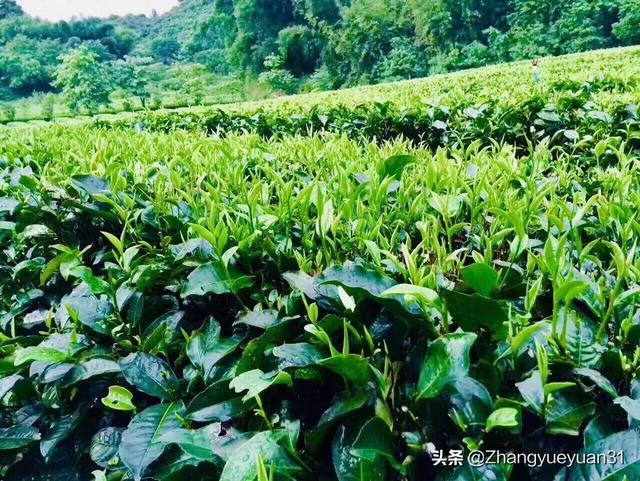高山菜做法家常做法大全(图17)