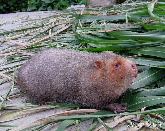 养殖业什么最稳成本低 生猪养殖对国家的重大意义？