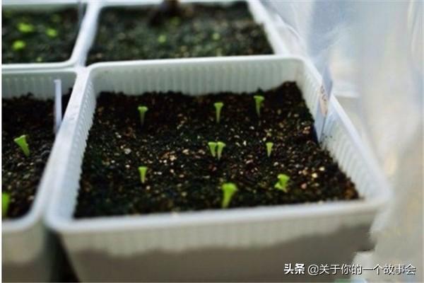 草籽种植方法，狗牙根草籽种植方法