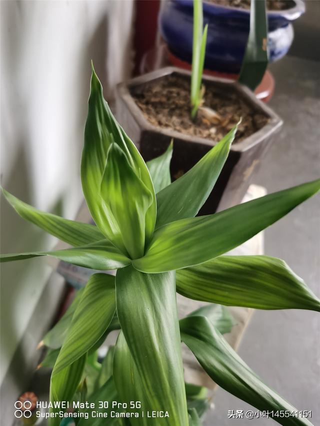 发财花水培花盆怎么养护和管理