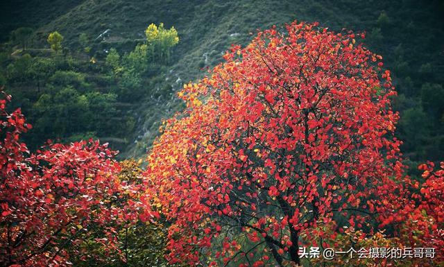 北京秋天花卉?北京秋天花卉有哪些!