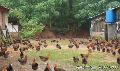 笼养鸡雏饲料配比-笼养鸡雏饲料配比表