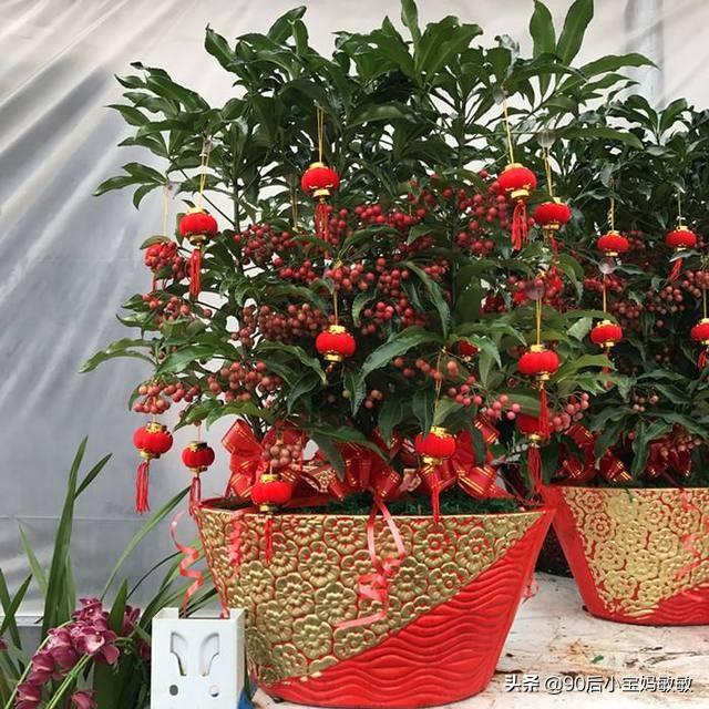 花金子绿植盆景怎么养护和管理(图10)