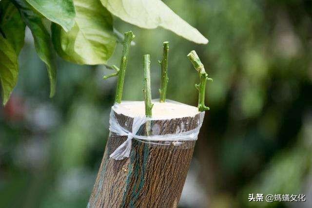 万宁果园种植基地,万宁果园种植基地在哪里