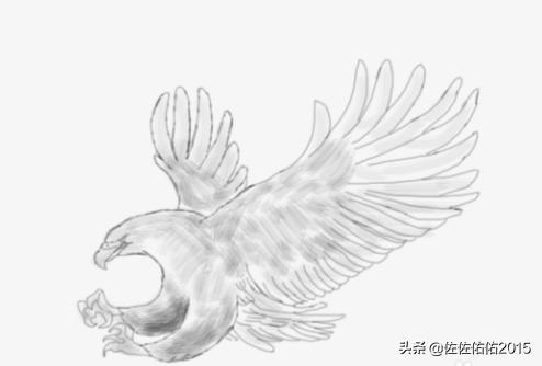 老鹰的素描图片 真鹰图片大全大图