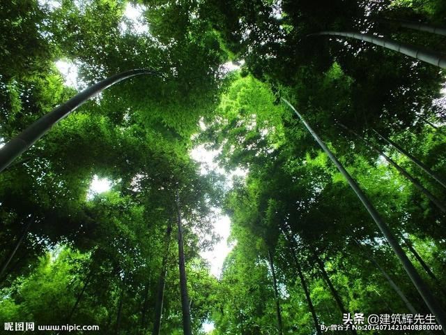 毛竹林中的毛笋怎么吃(图4)