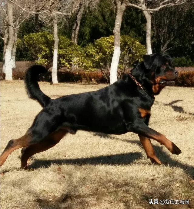 什么样的大型犬最好，最漂亮