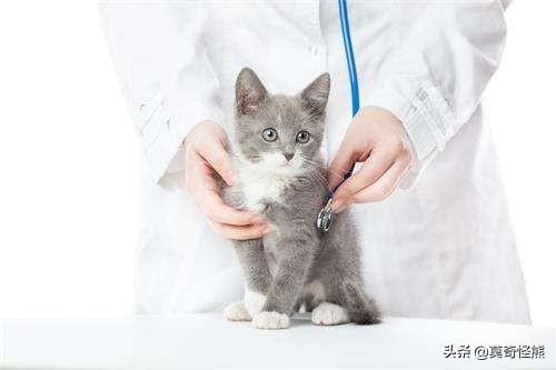 猫怎么吐出毛球,第4张