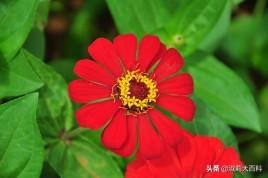 百日草种植（百日草种植记录）