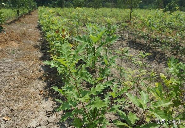 苗木种植步骤 施肥方法