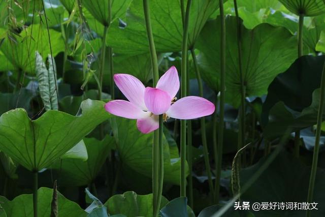 女人的微信名什么最好(图18)