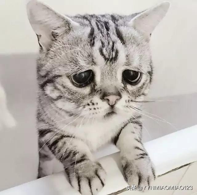 猫咪变瘦了是怎么回事(图3)