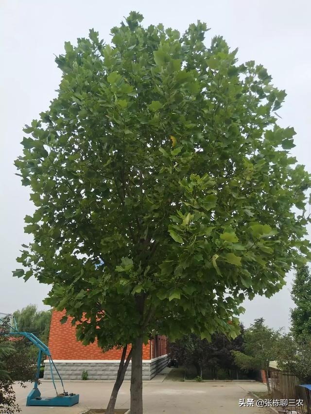 苗木花卉种类大全 种植图片