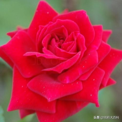 形容各种花的唯美短句_形容各种花的唯美短句图片