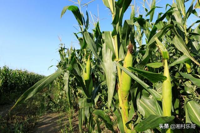 地栽花卉怎样浇水? 地栽花卉怎样浇水最好!