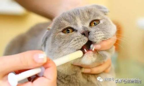 猫鼻支?猫鼻支是什么症状!