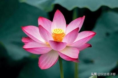 与荷花有关的诗（荷花的描写诗句）