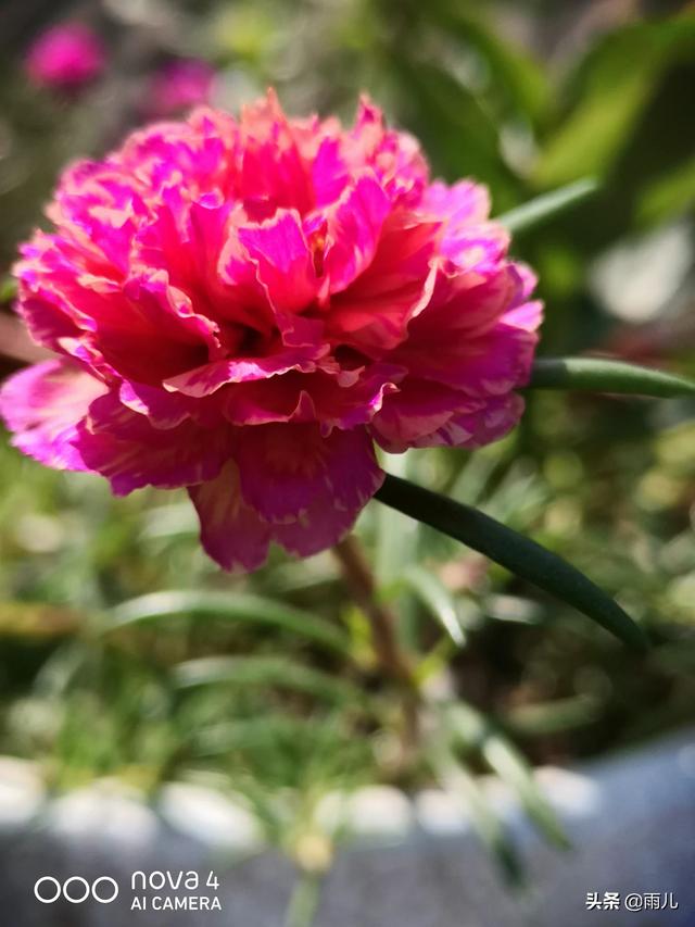 太阳花传播种子的方法有哪些