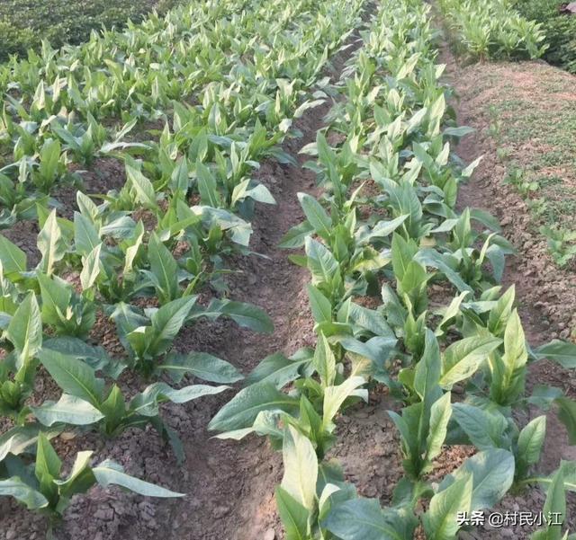 露地蔬菜种植技术大全，露地蔬菜种植技术大全书