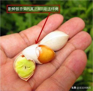 白果种子怎么能种出银杏树来