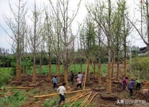 绿化种植的最佳时间