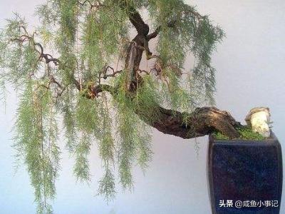 [多枝柽柳]多枝柽柳（红柳）的基本特性是什么？