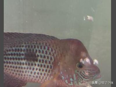 皇冠头模特如何搭配好看(图5)