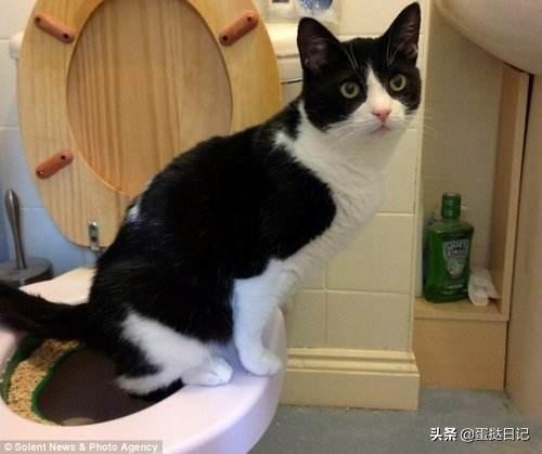 如何教猫咪用坐便器,第3张
