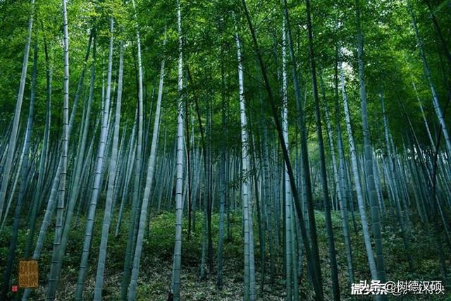 傲骨梅无仰面花?傲骨梅无仰面花虚心竹有低头叶的意思!