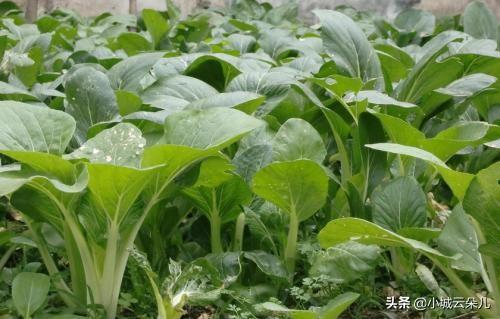 阳台小白菜种植方法,阳台小白菜种植方法全过程