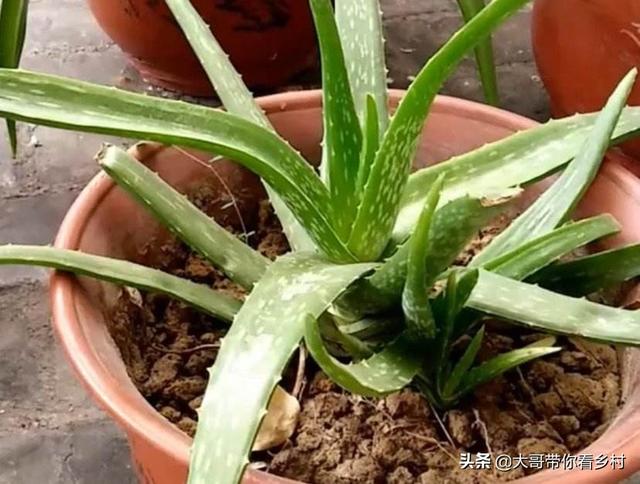 阳台种植芦荟的好处,阳台种植芦荟的好处和坏处