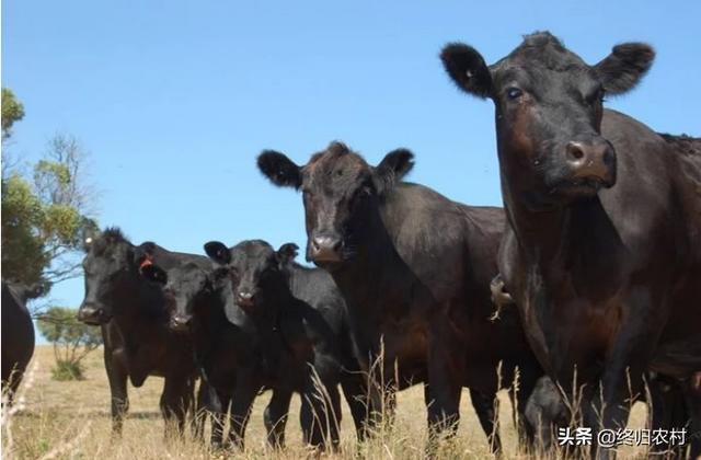 哪种肉牛品种适合南方广东养殖，出肉率又高呢？什么品种的肉牛适合南方山区放养，出肉率又高？