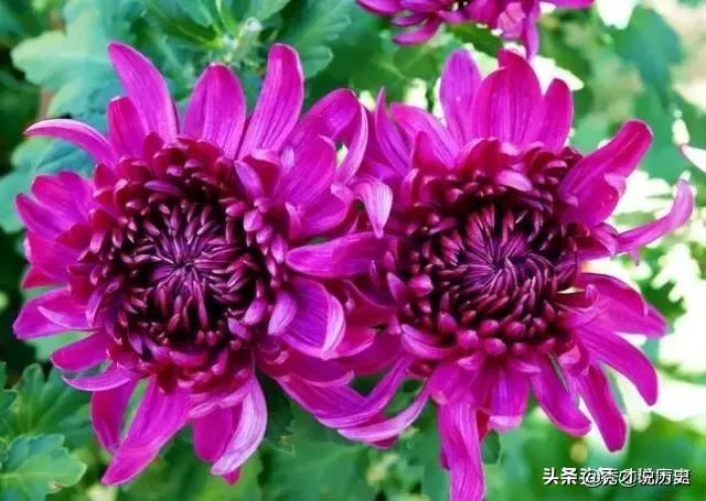 轮回之章羽翼装备合成 轮回之章 羽翼攻略-第2张图片-Game优搜