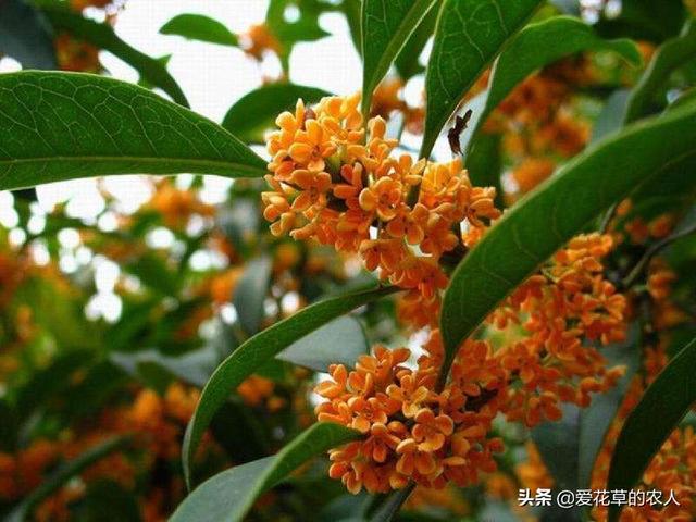 阳台种植什么品种桂花,阳台种植什么品种桂花最好