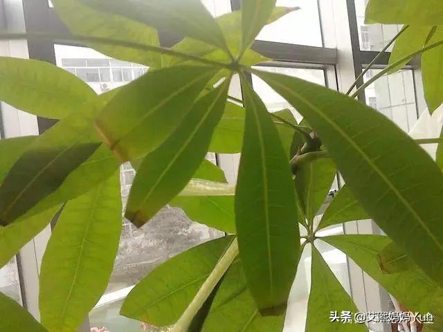 发财树干如何让长新枝条快一点呢