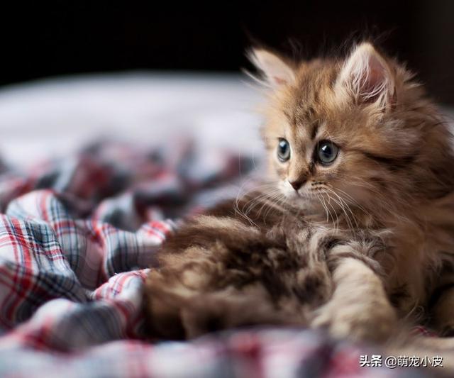 死亡阴影修改器手机版 死亡阴影修改器-第4张图片-随然AIR主题