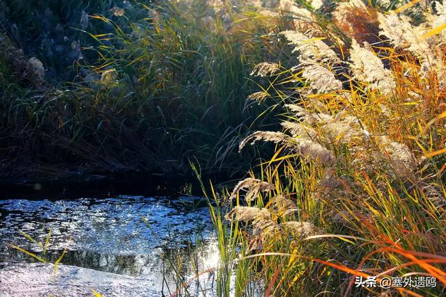 剪影效果剪影效果的照片怎么拍