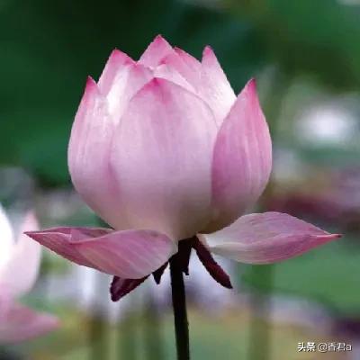 我不能悲伤的坐在你身旁（我不能悲伤的坐在你身旁难听吗）