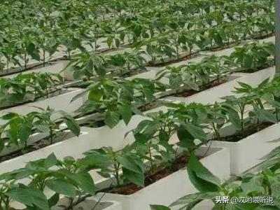 食用菌种植项目可行性报告 有机蔬菜种植条件？