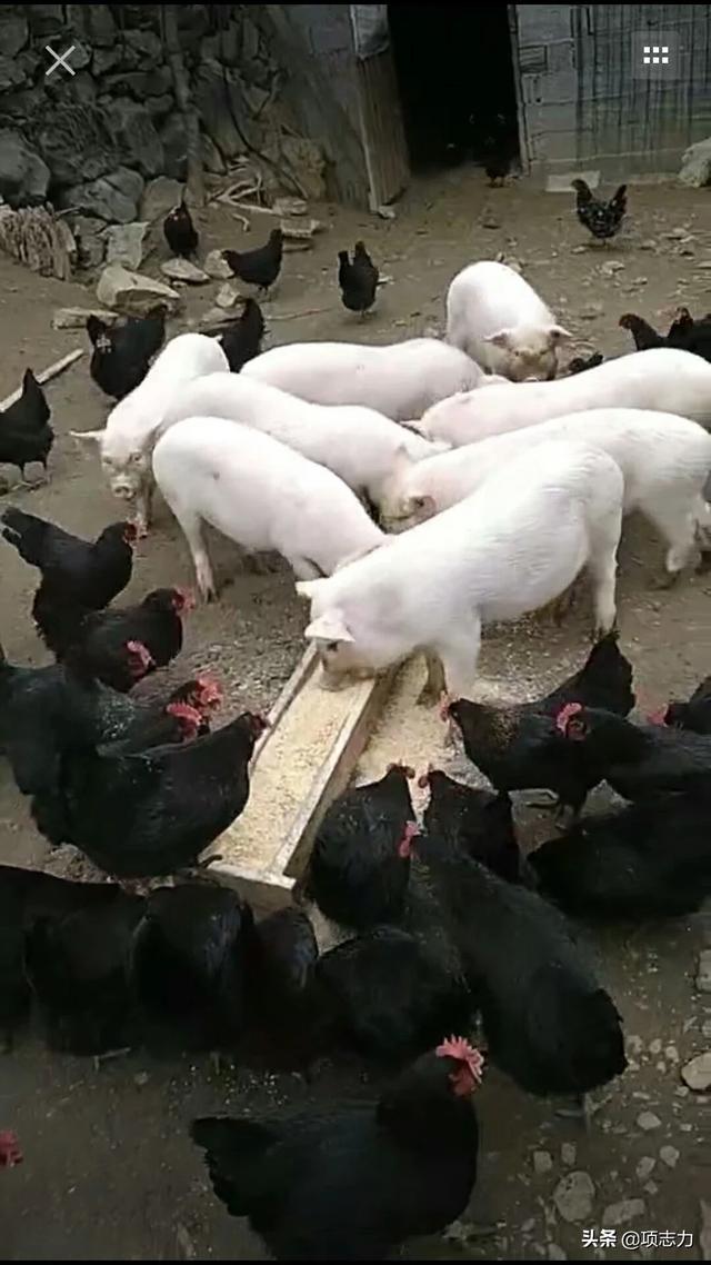高价求购猪饲料配方师给个配方-高价求购猪饲料配方师给个配方可以吗