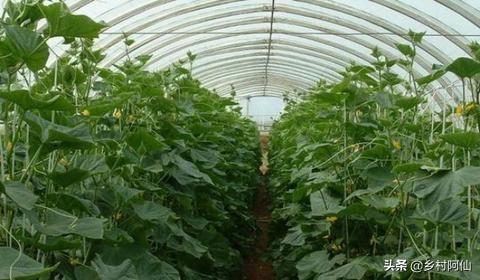 养殖大棚怎样搭建视频 种植大棚怎么搭建？