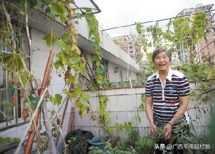 小花园如何种植莴苣,小花园如何种植莴苣视频