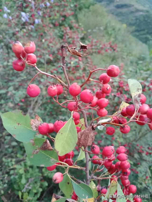 山地果园智能化种植,山地果园智能化种植方案