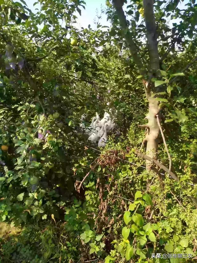 吉林梨树县生猪价格-吉林梨树县生猪价格表最新