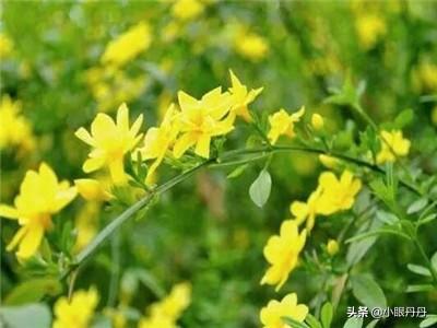 春天开的花有哪些 常见（春天开花的花有哪几种）