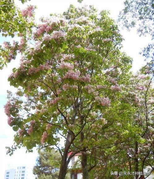 最有前景的苗木（前景好的苗木）