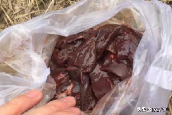 海外生活钓龙虾视频教程，海外生活钓龙虾视频教程大全