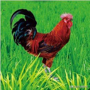 饲料公司取名大全有寓意 一般的装饲料的蛇皮袋子是什么材料构成的？