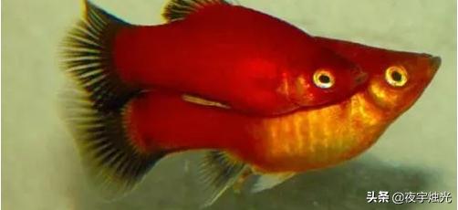 寵物魚種類?寵物魚種類圖片大全和名字!