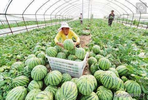 南方温室花卉有哪些? 南方温室花卉有哪些品种!